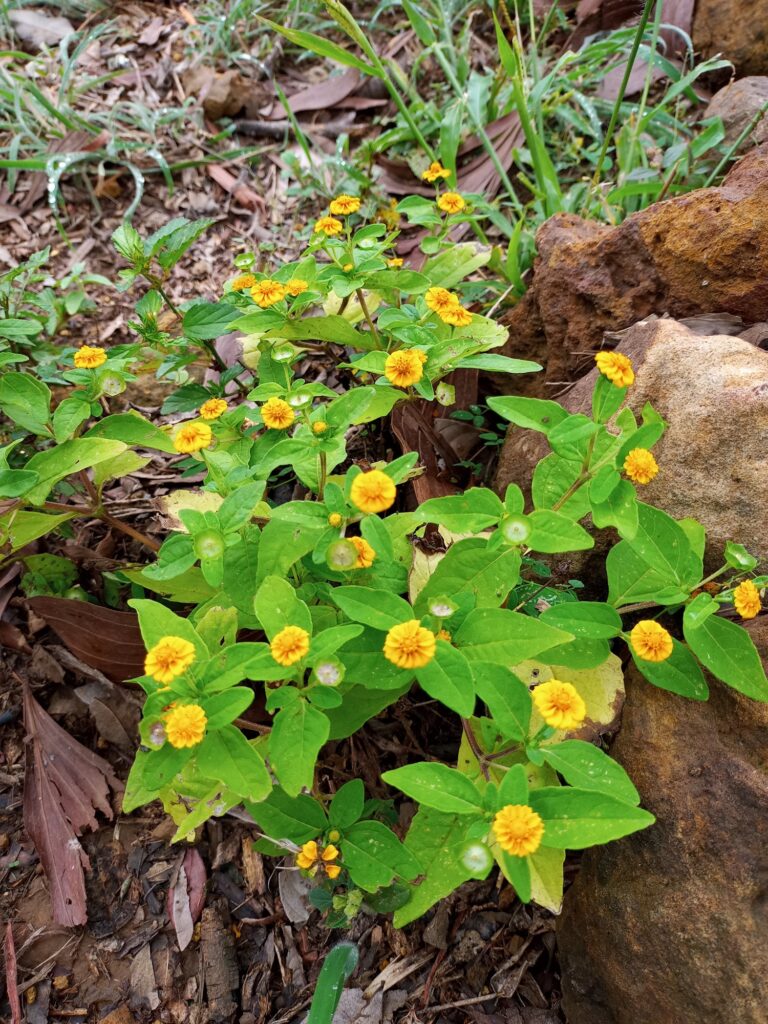 Flora Colombia