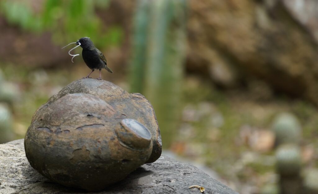 Vogels spotten Colombia