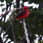 Vogels spotten Colombia