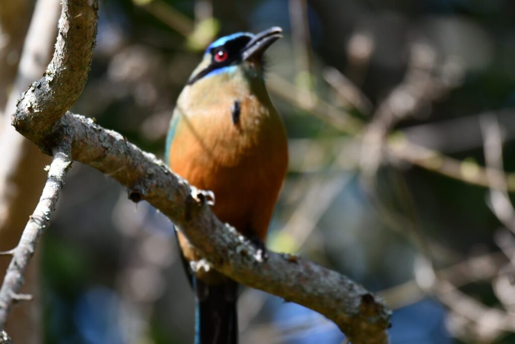 Vogels spotten Colombia