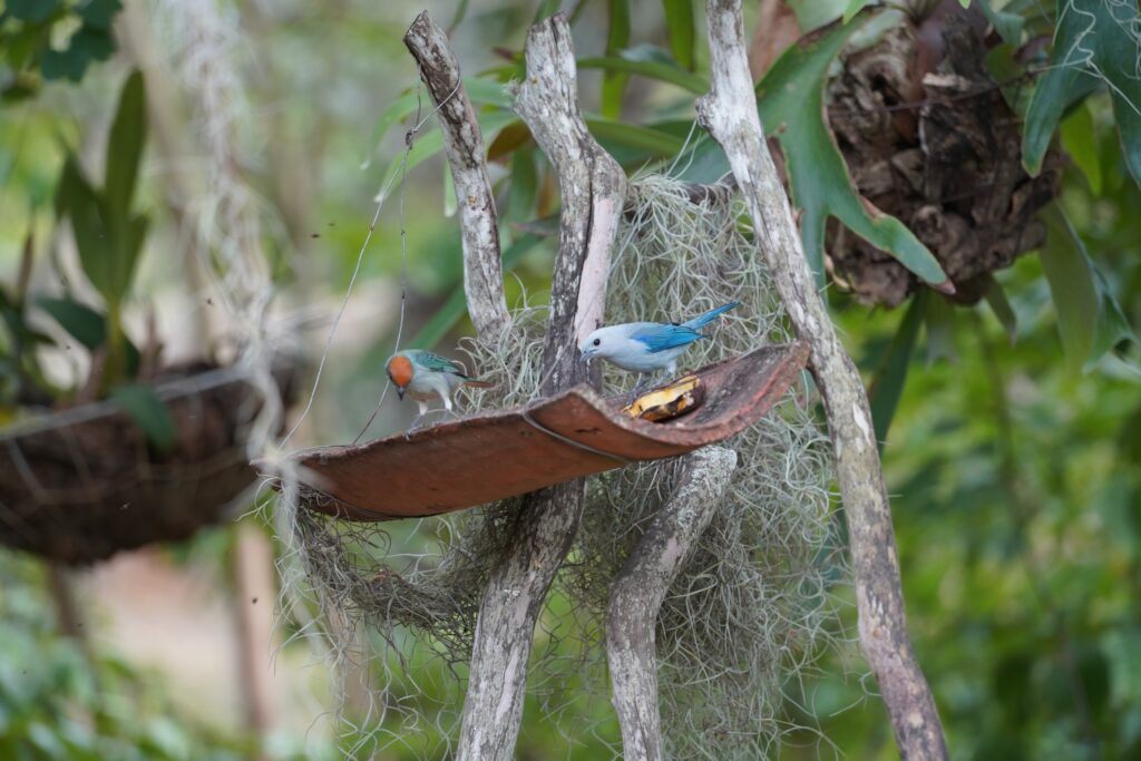 Vogels spotten Colombia